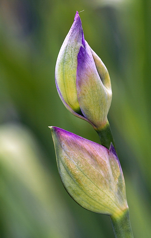 Blume D30_9100 Kopie.jpg   26.04.jpg